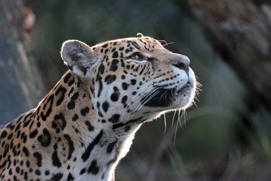 portrait of Jaguar (Panthera Onca) in wild