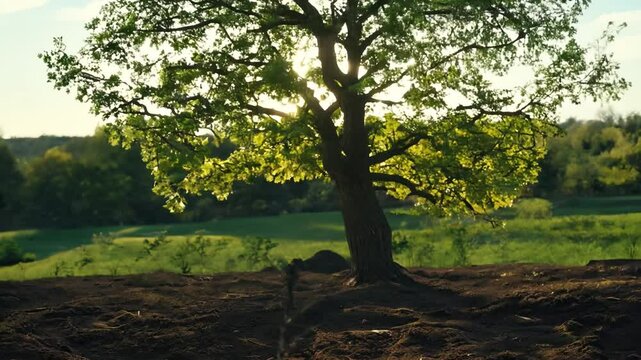 Oak tree growth timelapse from sapling to mature tree