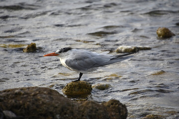 Fantastic View of a Royal Tern Near the Waters