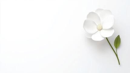 Minimalist white flower design on soft background: elegant simplicity with natural appeal