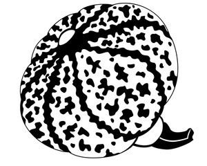 Pumpkin motley spotted vegetable - vector silhouette picture for logo or pictogram. Pumpkin fruit with picturesque spots - vegetable healthy food silhouette sign or icon.	
