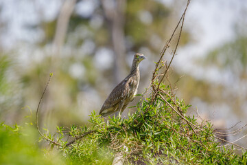 Juvenile Black-crowned Night Heron (Nycticorax nycticorax) perched on a bush.