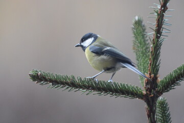 Naklejka premium cinciallegra