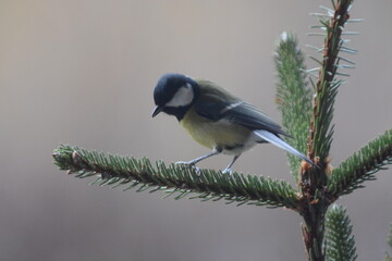 Obraz premium cinciallegra