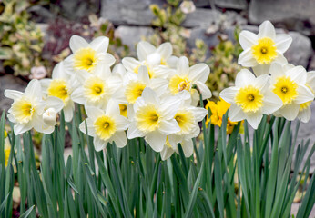 close up on beautiful yellow daffodils blooming in a garden