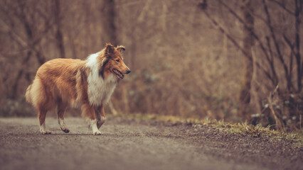 Junge amerikanische rough Collie Hündin sable im Wald Var. 3