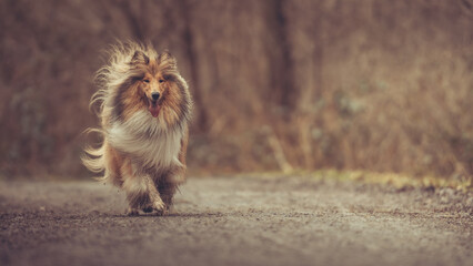 Junge britische rough Collie Hündin sable white im Winter Herbst Wald laufend Var. 5