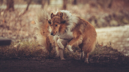 2 junge rough Collies britisch und amerikanisch sable white im Wald Winter Herbst Var. 28