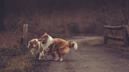 2 junge rough Collies britisch und amerikanisch sable white im Wald Winter Herbst Var. 27