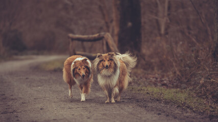 2 junge rough Collies britisch und amerikanisch sable white im Wald Winter Herbst Var. 35