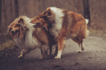 2 junge rough Collies britisch und amerikanisch sable white im Wald Winter Herbst Var. 23