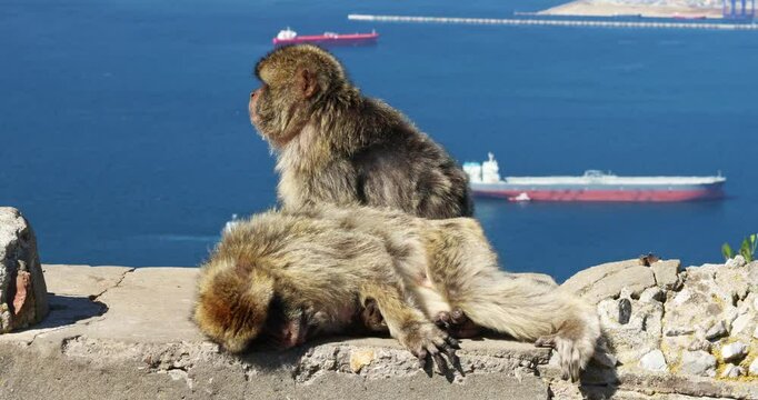 Monkeys on Gibraltar, British Overseas Territory and city on the Iberian Peninsula. Two Barbary macaques relax on a rocky outcrop overlooking the sea. One is alert, the other sleeps peacefully.