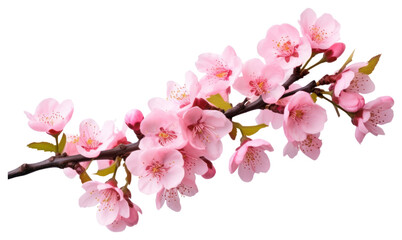 Obraz premium PNG Beautiful pink cherry blossom flowers on a branch blossoms floral cherry blossoms.