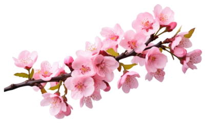 PNG Beautiful pink cherry blossom flowers on a branch blossoms floral cherry blossoms.