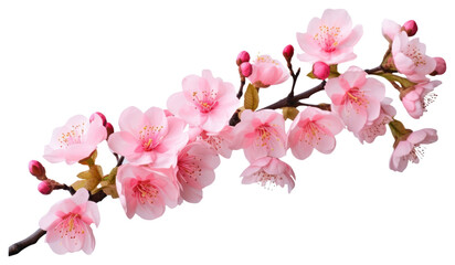 Fototapeta premium PNG Beautiful pink cherry blossom flowers on a branch blossoms floral spring.