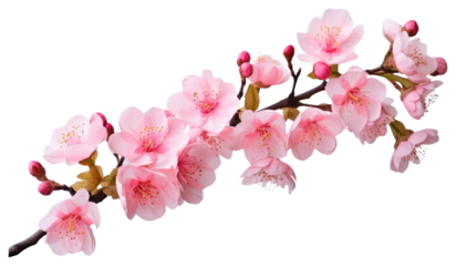 PNG Beautiful pink cherry blossom flowers on a branch blossoms floral spring.