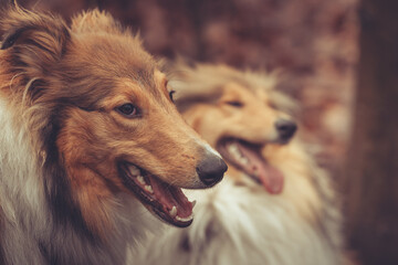 2 junge rough Collies britisch und amerikanisch sable white im Wald Winter Herbst Var. 15
