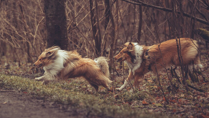 2 junge rough Collies britisch und amerikanisch sable white im Wald Winter Herbst Var. 12