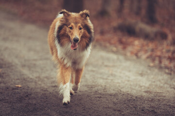 Junge amerikanische rough Collie Hündin sable im Wald Var. 6