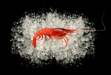 Raw red shrimp on ice on black background