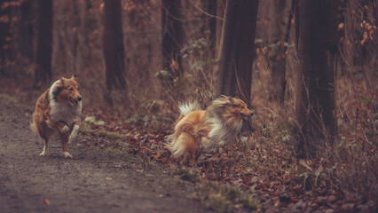 2 junge rough Collies britisch und amerikanisch sable white im Wald Winter Herbst Var. 9