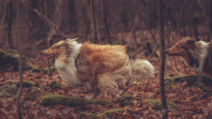 2 junge rough Collies britisch und amerikanisch sable white im Wald Winter Herbst Var. 7