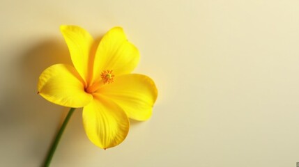 Fototapeta premium A Vibrant Yellow Flower on a Pale Background, a Delicate Blossom with Soft Petals and a Subtle Stem, Displaying Natural Beauty and Simplicity
