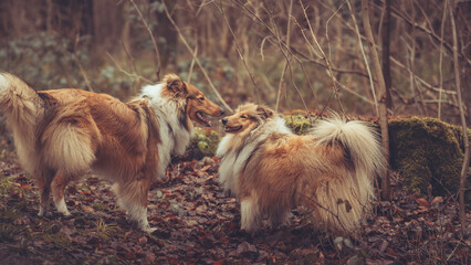 2 junge rough Collies britisch und amerikanisch sable white im Wald Winter Herbst Var. 5