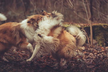 2 junge rough Collies britisch und amerikanisch sable white im Wald Winter Herbst Var. 3