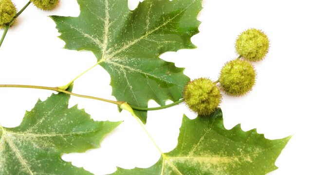 Close-up of London Plane Tree platanus hispanica Leaves and Spherical Fruits on White Background 4k video