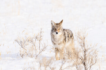 Coyote in a snow covered field seaching for food