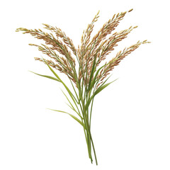 Bunch of rice is shown in a close up