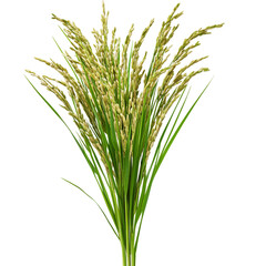 Bunch of rice is shown in a white background