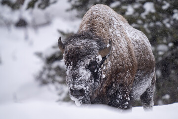 Bison during a snow storm in Yellowstone © feeferlump