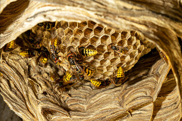 A large hornet's nest in close-up. The hornet is building its nest, the view from below