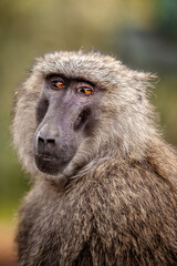 Portrait of baboon siting on the ground in Africa