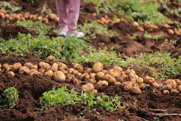 The concept of growing food. Fresh organic new potatoes in a farmer's field.
