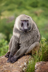 Obraz premium Baboon sitting in the grass in Africa