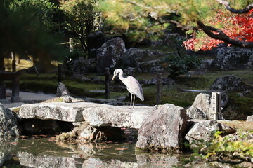 Héron zen de Kyoto