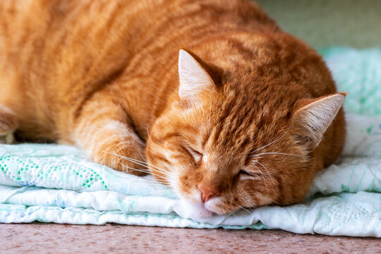 An orange cat is peacefully sleeping on a cozy blanket with its eyes closed