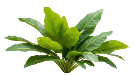 A lush, green plant with broad, vibrant leaves radiating a healthy appearance.