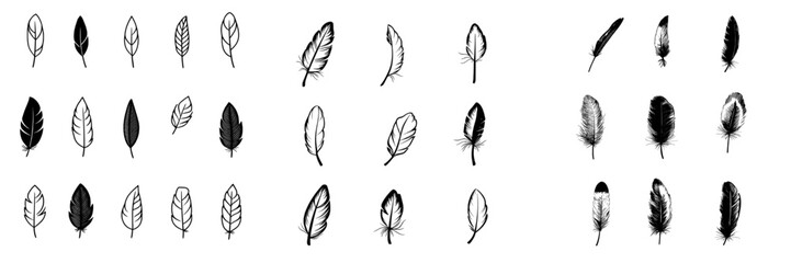 A hand-drawn illustration of a set of bird feathers, converted to a modern style with an outline on a transparent background