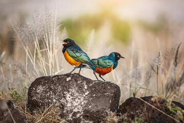 Three-color spreo in African savannah, African birds