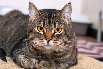 A beautiful cat with yellow eyes is laying down, staring at the camera