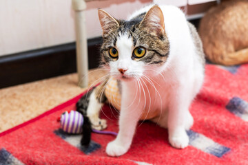 A fluffy cat sits on a red blanket, curiously looking at the camera