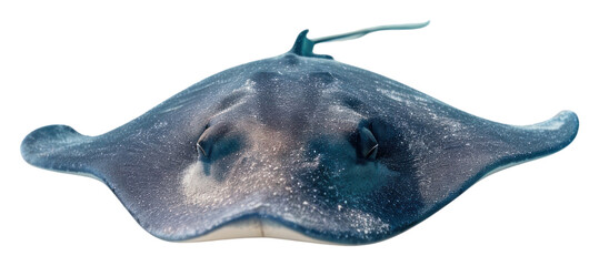 PNG Underwater photo of stingray swimming on sand animal outdoors nature.