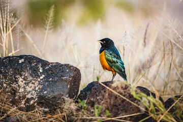 Three-color spreo in African savannah, African birds