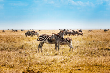Fototapeta premium Zebra with baby in the African savannah