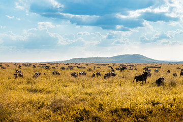 Landscape of African Savannah with herd of animals