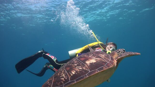 Diving with sea turtles near the islands of Apo and Negros. Philippines.    